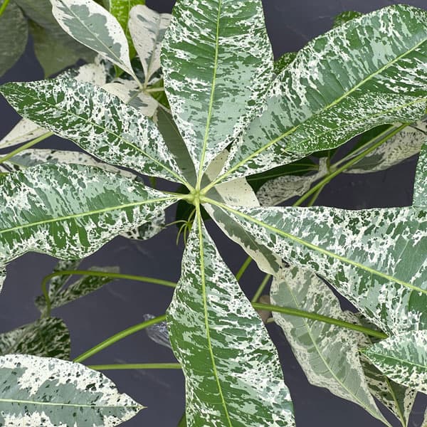 パキラ:グラブラ 斑入り 7号鉢植え26-02