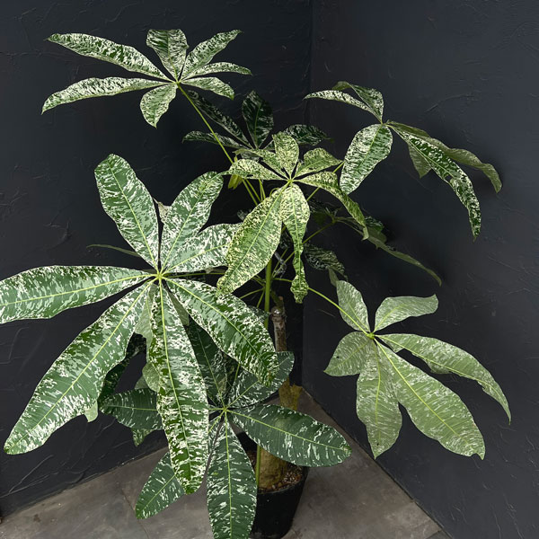 パキラ:グラブラ 斑入り 7号鉢植え26-03