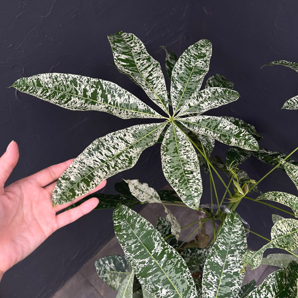 パキラ:グラブラ 斑入り 7号鉢植え26-03