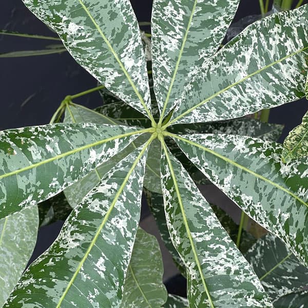 パキラ:グラブラ 斑入り 7号鉢植え26-03