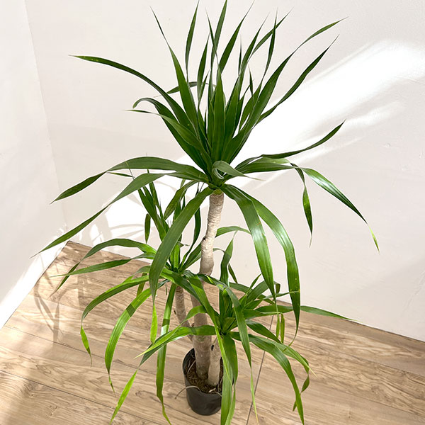 ドラセナ:パラオ 6号鉢植え