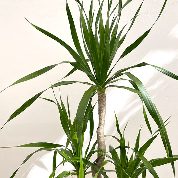ドラセナ:パラオ 6号鉢植え