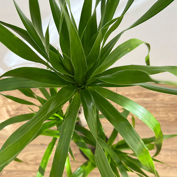 ドラセナ:パラオ 6号鉢植え