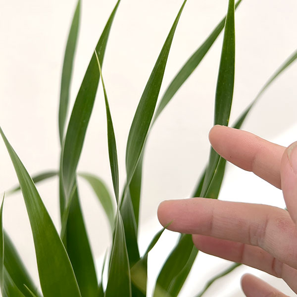 ドラセナ:パラオ 6号鉢植え