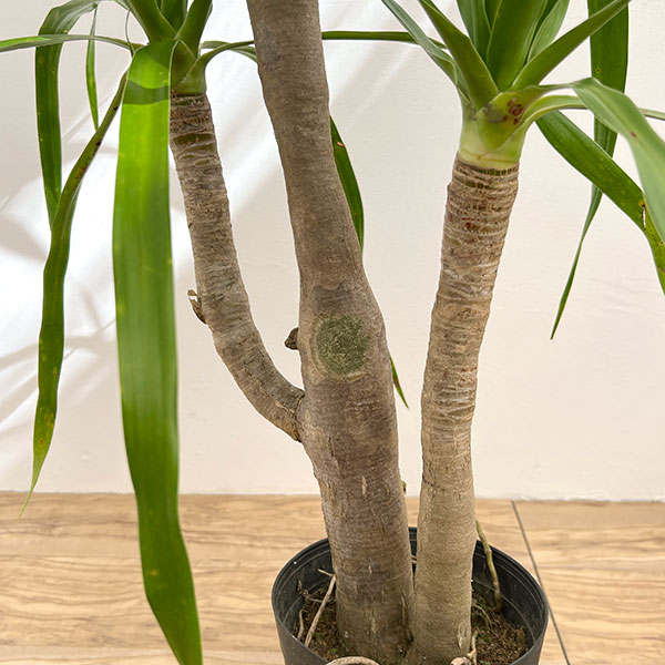 ドラセナ:パラオ 6号鉢植え