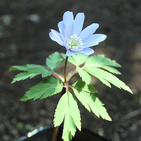 菊咲きイチゲ 青花3号ポット
