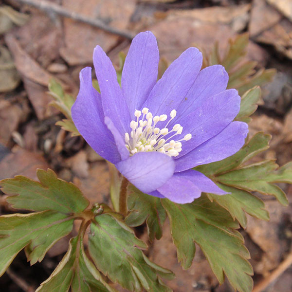 菊咲きイチゲ 青花3号ポット
