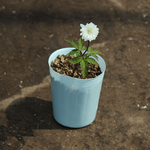 菊咲きイチゲ 白花八重咲き3号ポット
