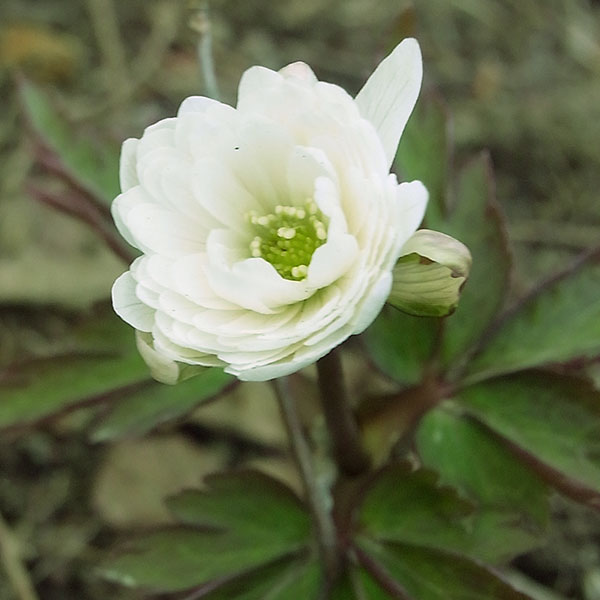 菊咲きイチゲ 白花八重咲き3号ポット