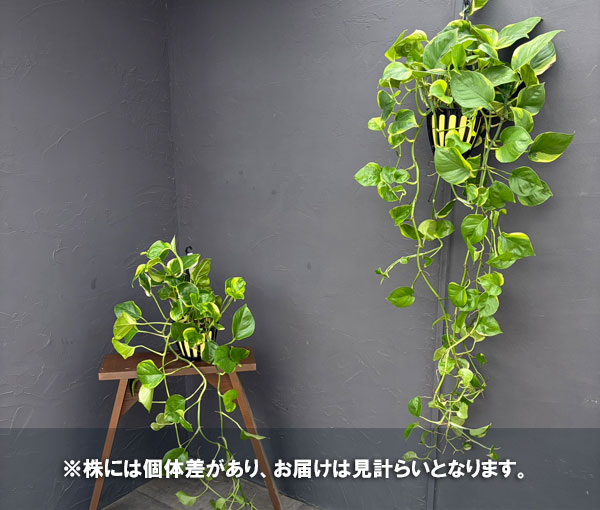 ポトス:AWドリーム(ロング) 5号吊り鉢