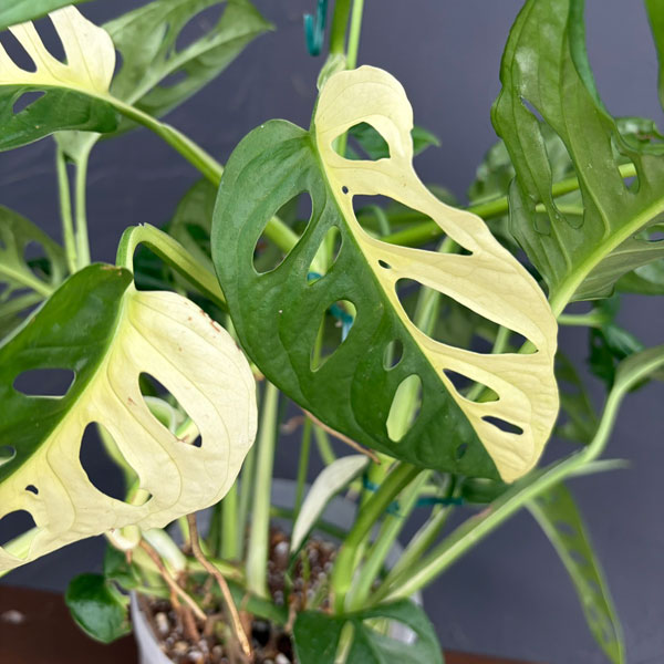 マドカズラ:斑入り 5号鉢植え