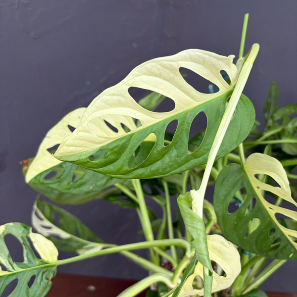 マドカズラ:斑入り 5号鉢植え