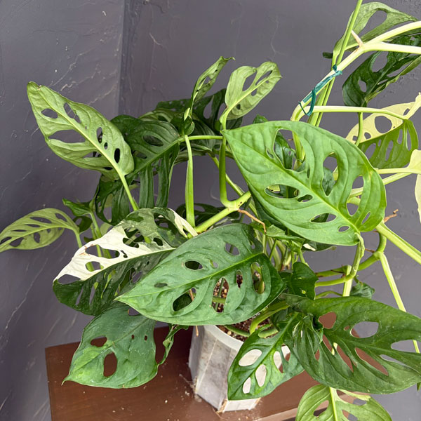 マドカズラ:斑入り 5号鉢植え