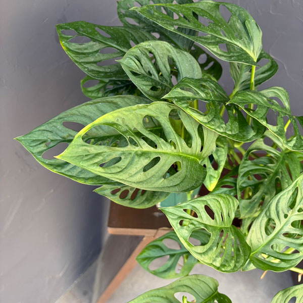 マドカズラ 4号鉢植え