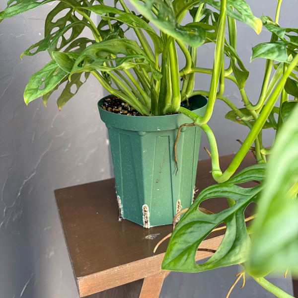 マドカズラ 4号鉢植え