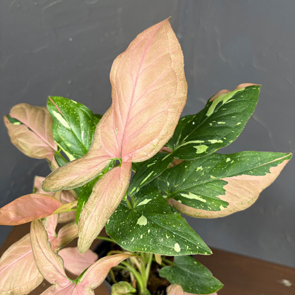 シンゴニウム：ピンクスプラッシュ　3.5号鉢植え*