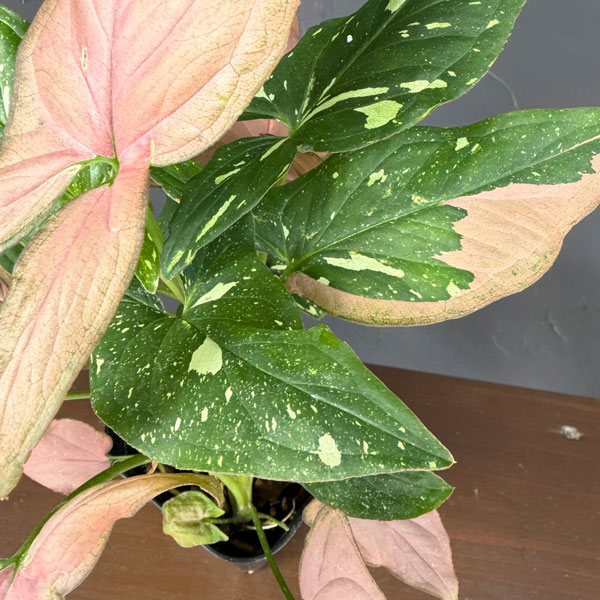 シンゴニウム：ピンクスプラッシュ　3.5号鉢植え*