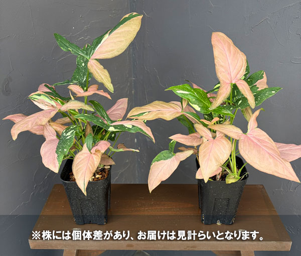 シンゴニウム：ピンクスプラッシュ　3.5号鉢植え*
