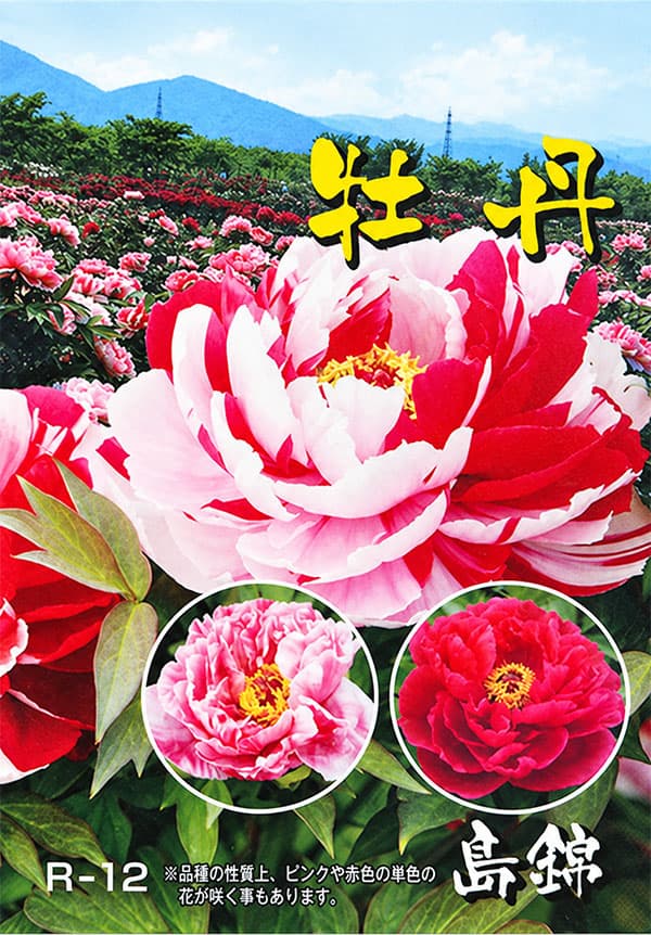 牡丹(ぼたん):島錦(しまにしき)4.5-5号ポット