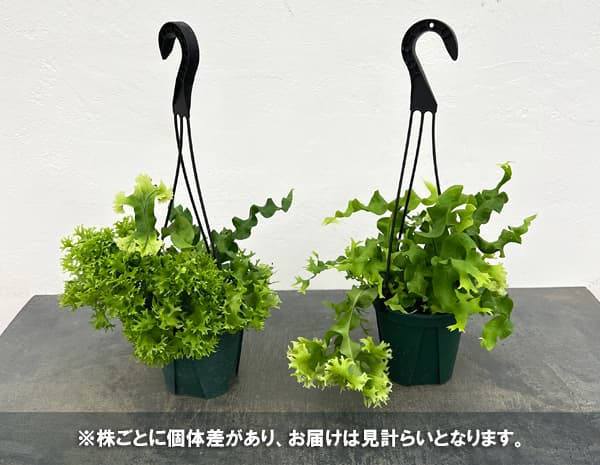 ミクロソリウム:クリステッドファンタジー 4.5号吊り鉢