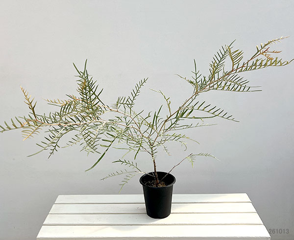 グレビレア：ストロベリーブロンド5号鉢植え