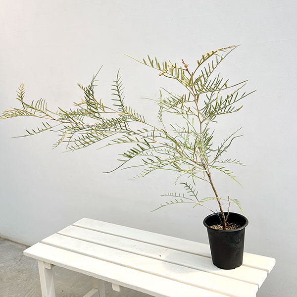 グレビレア：ストロベリーブロンド5号鉢植え