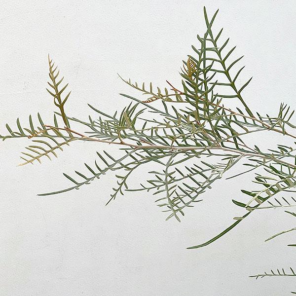 グレビレア：ストロベリーブロンド5号鉢植え