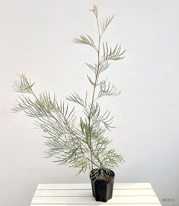 グレビレア：ジプシームーン6号鉢植え