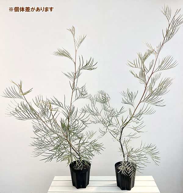 グレビレア：ジプシームーン6号鉢植え