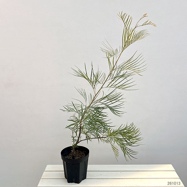 グレビレア:ゴールデンユーロ6号鉢植え
