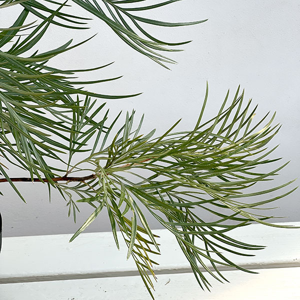 グレビレア:ゴールデンユーロ6号鉢植え