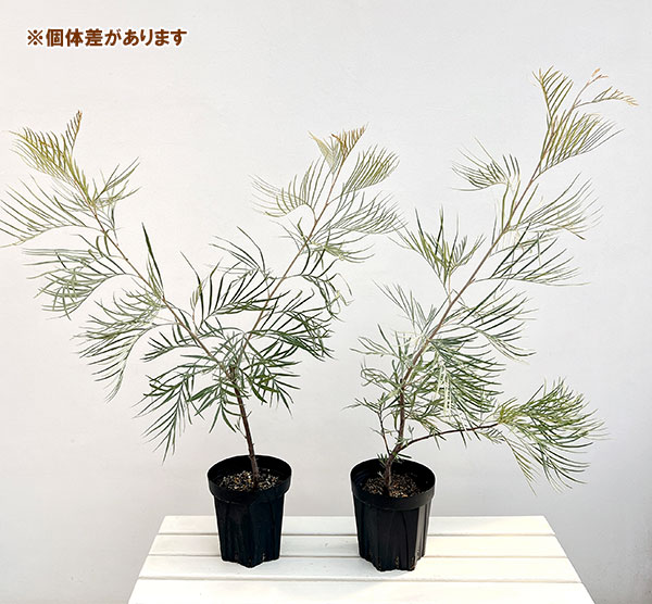 グレビレア:ゴールデンユーロ6号鉢植え