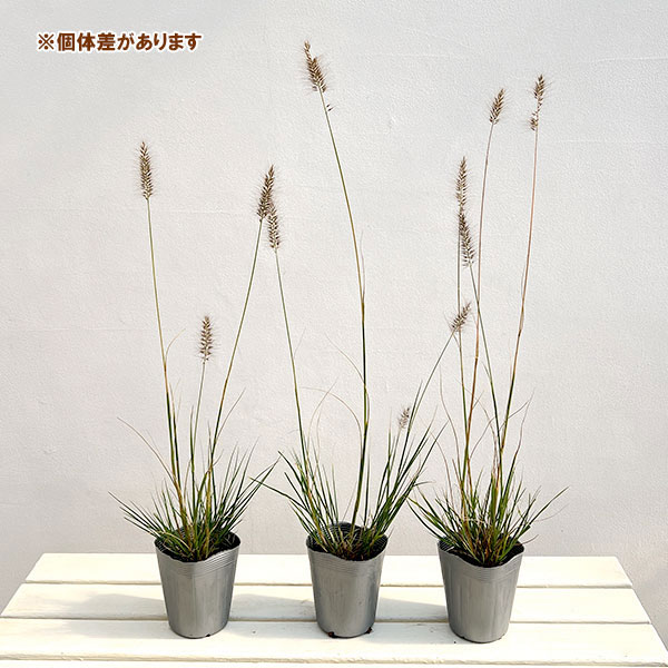 ペニセタム（チカラシバ）：レッドヘッド3.5号ポット