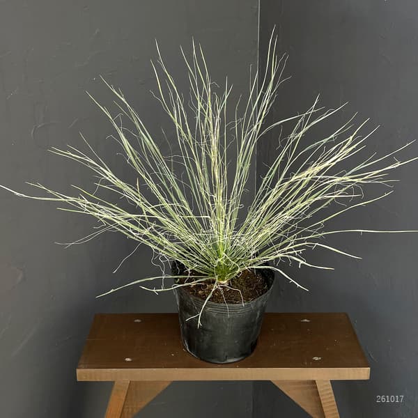 ユッカ:エラータ6号鉢植え