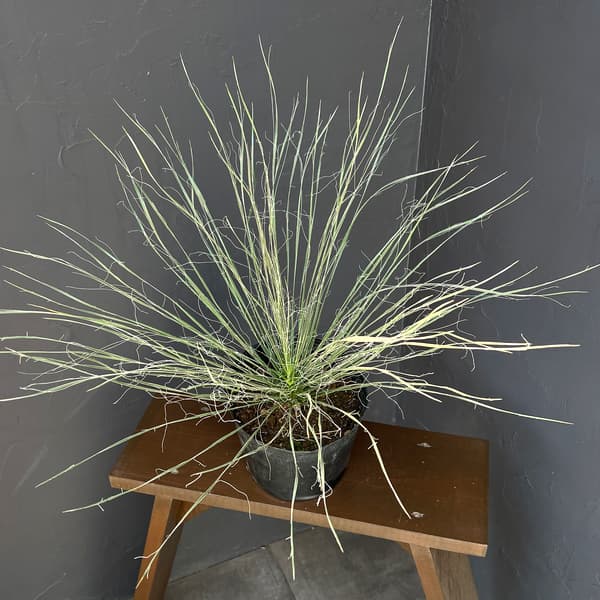 ユッカ:エラータ6号鉢植え