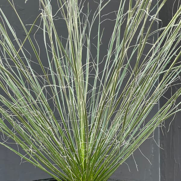 ユッカ:エラータ6号鉢植え