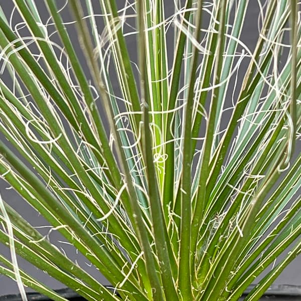 ユッカ:エラータ6号鉢植え