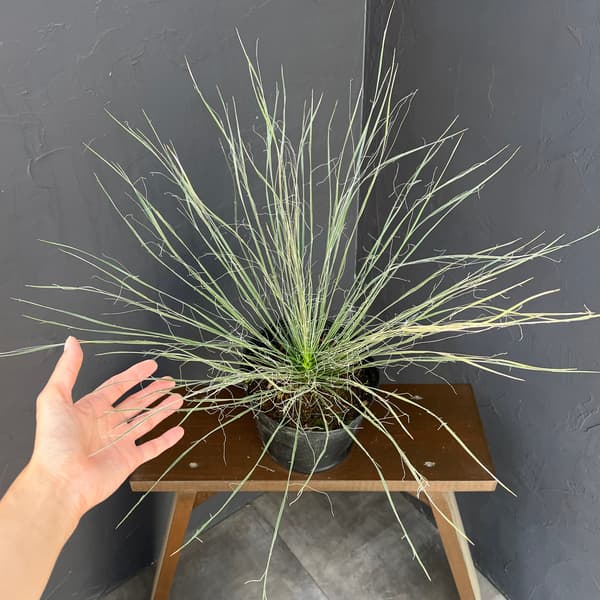 ユッカ:エラータ6号鉢植え