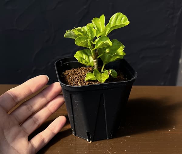 クッソニア:スピカータ(実生苗)3号ポット