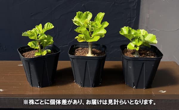 クッソニア:スピカータ(実生苗)3号ポット