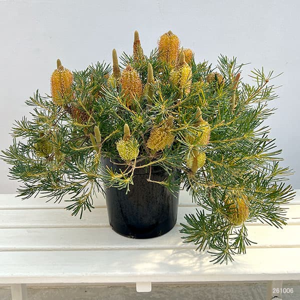バンクシア:バースデイキャンドル 7号鉢植え26-02