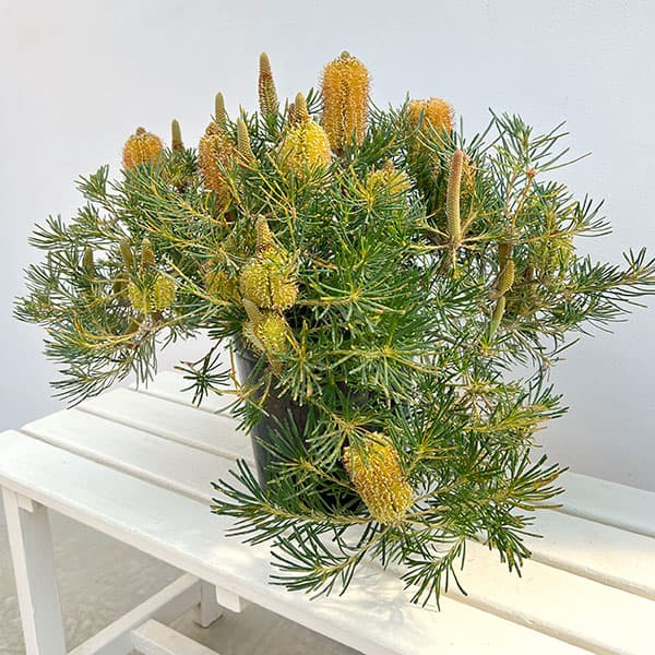 バンクシア:バースデイキャンドル 7号鉢植え26-02