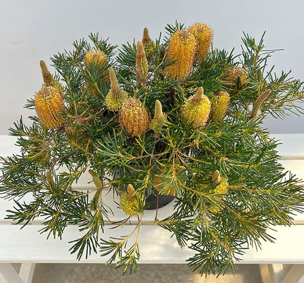 園芸ネット本店｜バンクシア：バースデイキャンドル 7号鉢植え26-02 の