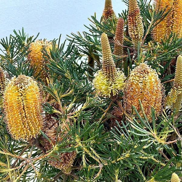 バンクシア:バースデイキャンドル 7号鉢植え26-02
