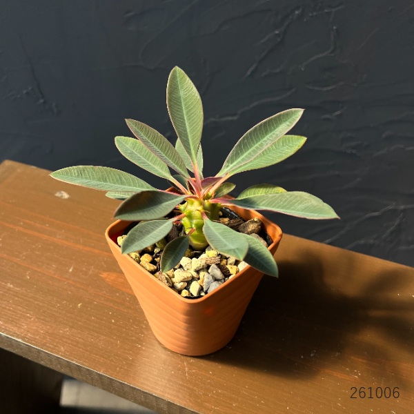 ユーフォルビア:パキポディオイデス 3.5号鉢植え