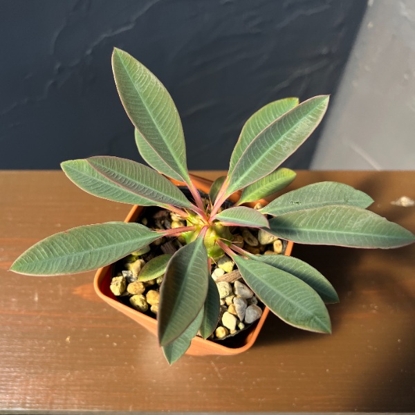 ユーフォルビア:パキポディオイデス 3.5号鉢植え
