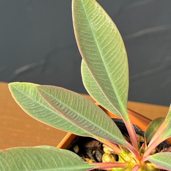 ユーフォルビア:パキポディオイデス 3.5号鉢植え