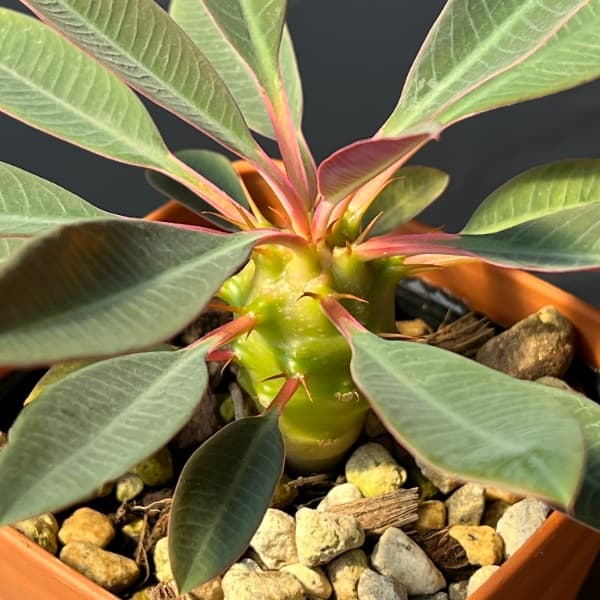 ユーフォルビア:パキポディオイデス 3.5号鉢植え
