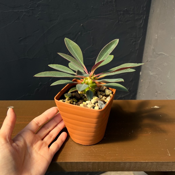 ユーフォルビア:パキポディオイデス 3.5号鉢植え