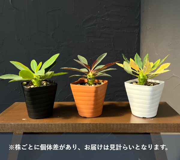 ユーフォルビア:パキポディオイデス 3.5号鉢植え